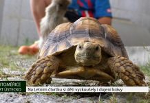 LITOMĚŘICE: Na Letním čtvrtku si děti vyzkoušely i dojení krávy