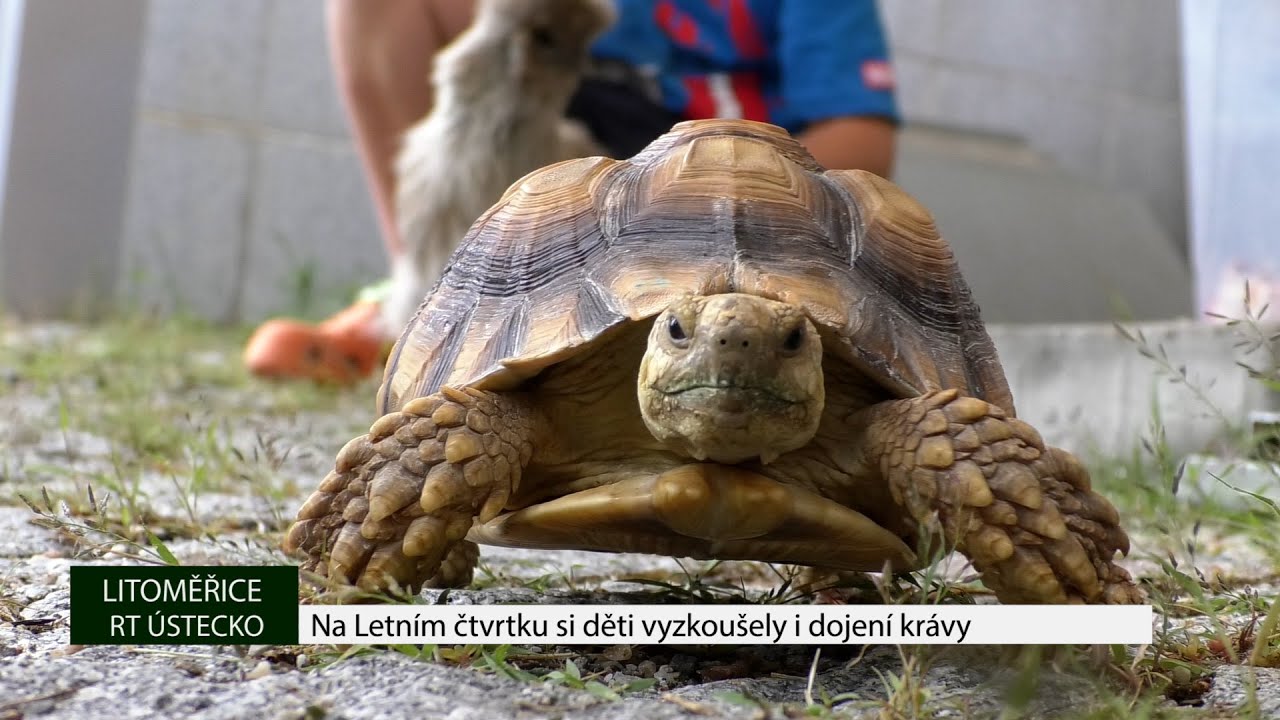 LITOMĚŘICE: Na Letním čtvrtku si děti vyzkoušely i dojení krávy