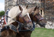 Kam o víkendu na Litoměřicku