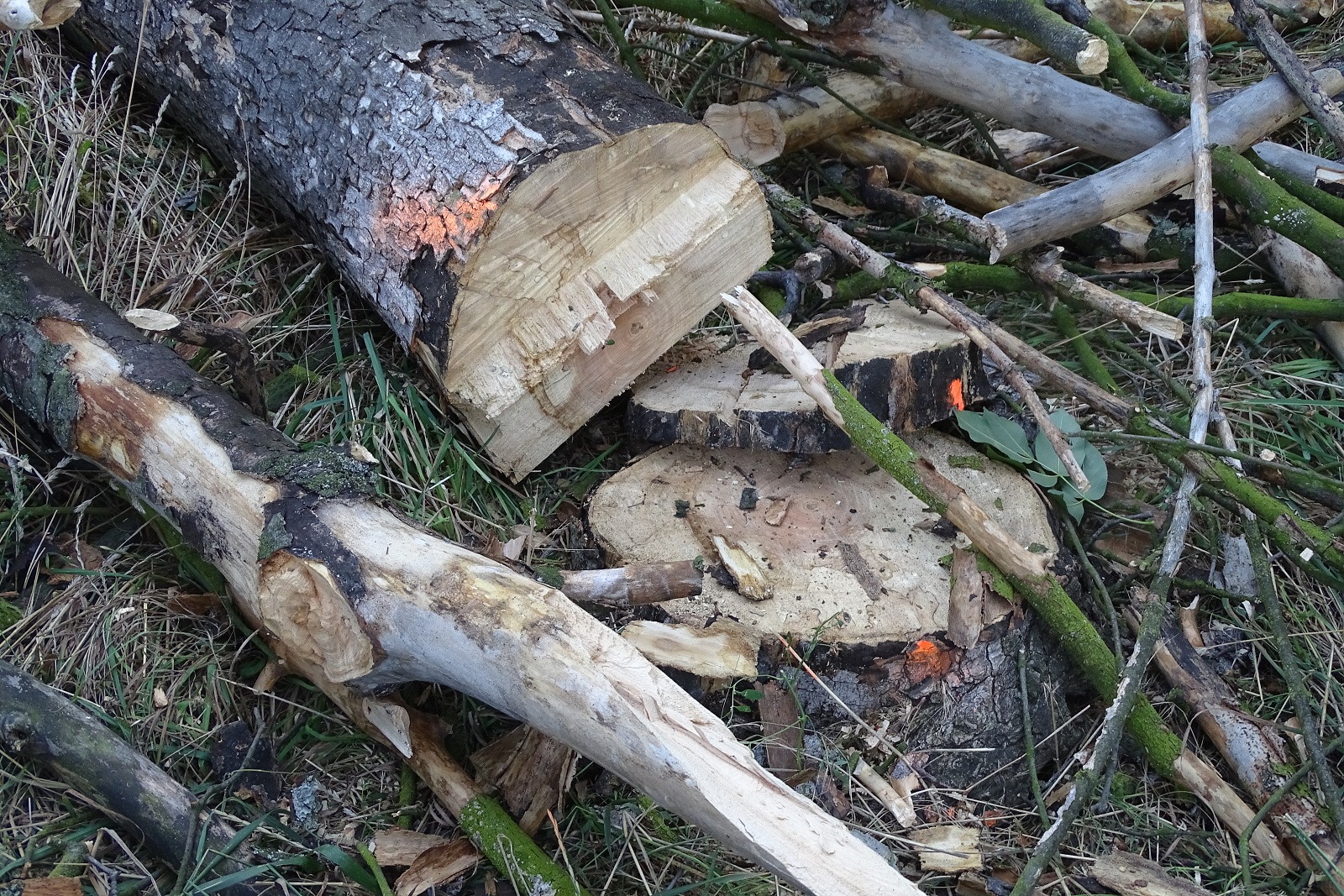 Kácení uschlých stromů na Mostné hoře konečně začalo