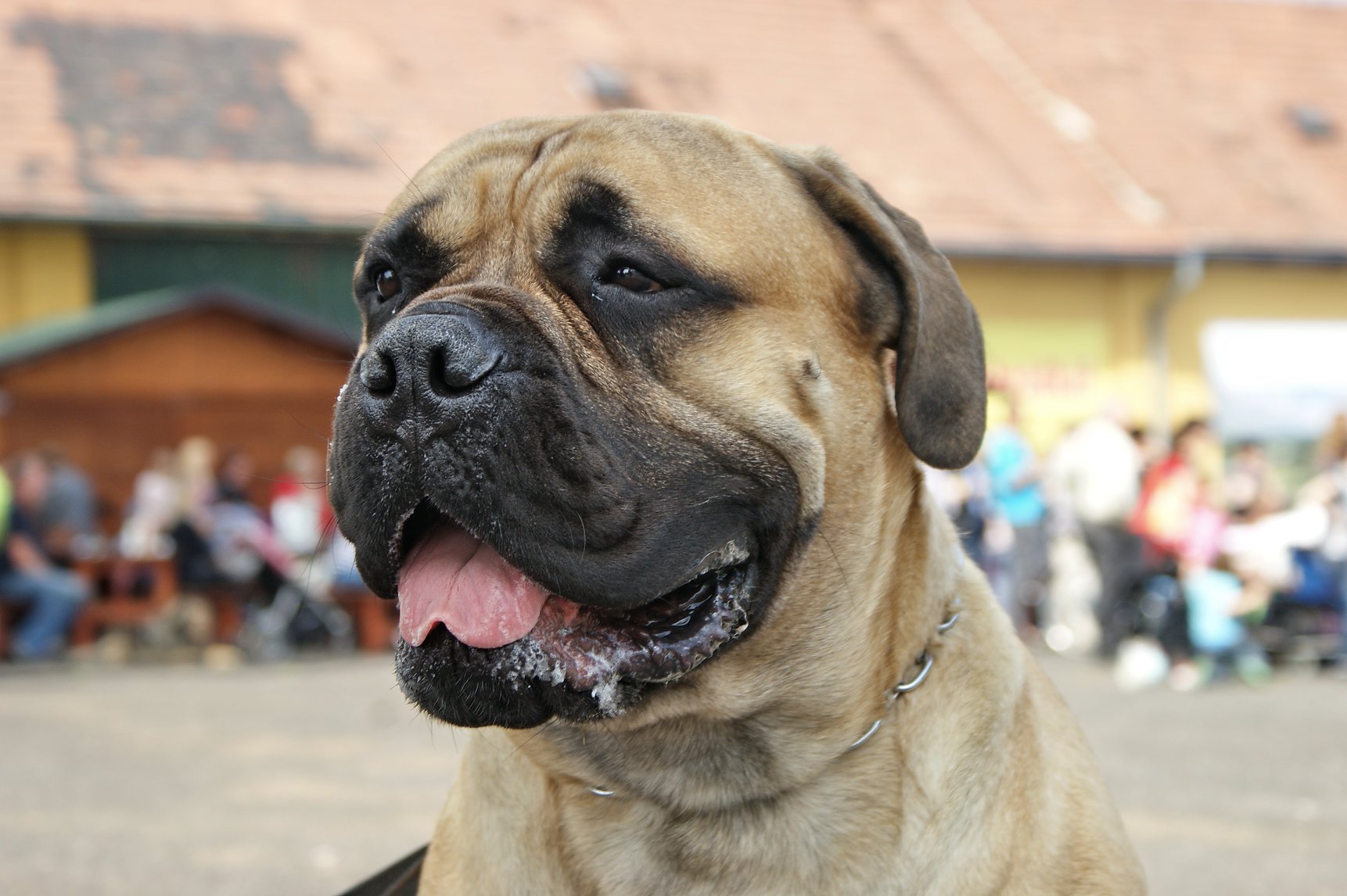 Zahrada Čech bude hostit Krajskou výstavu psů