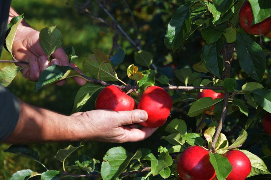 „Nepodlehněte a podpořte české sady,“ volají pěstitelé