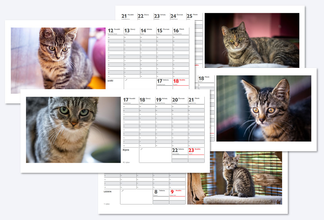 Kočičí domov Sluníčko nabízí charitativní kalendáře