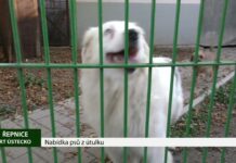 ŘEPNICE: Nabídka psů z útulku