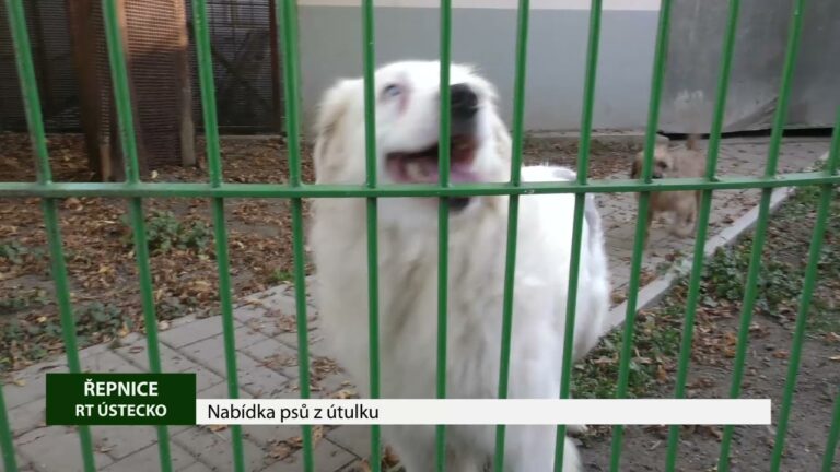 ŘEPNICE: Nabídka psů z útulku