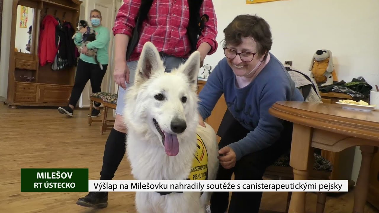 MILEŠOV: Výšlap na Milešovku nahradily soutěže s canisterapeutickými pejsky