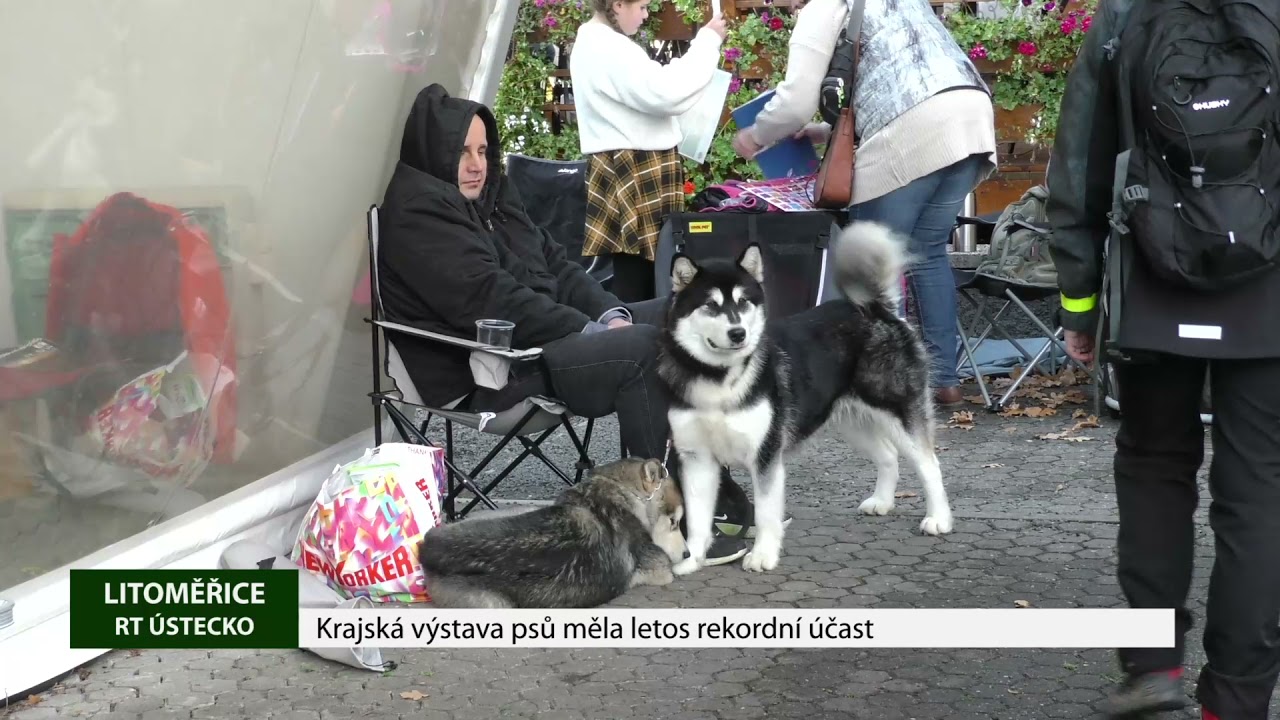 LITOMĚŘICE: Krajská výstava psů měla letos rekordní účast