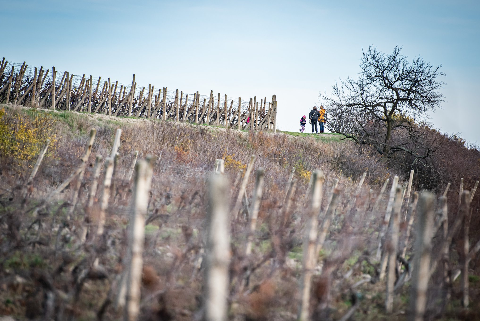 Otevřené sklepy na Podřipsku už tuto sobotu