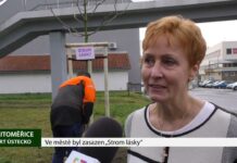 LITOMĚŘICE: Ve městě byl zasazen „Strom lásky“
