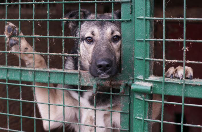 Přijďte udělat Vánoce do řepnického Psího domova!