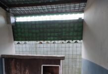 Psí domov má dva nečekané obyvatele