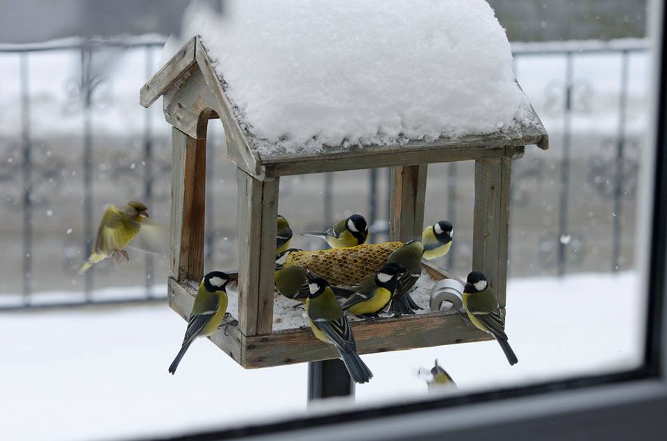 Pojďte s Rozmarýnem nakrmit lesní zvířátka!