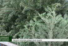 LOVOSICE: Vánoční stromky získají nové využití