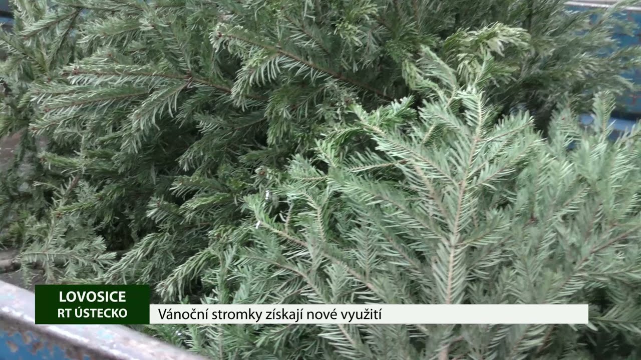 LOVOSICE: Vánoční stromky získají nové využití