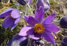 Vydejte se na jarní procházku Českým středohořím. Provede Vás botanička