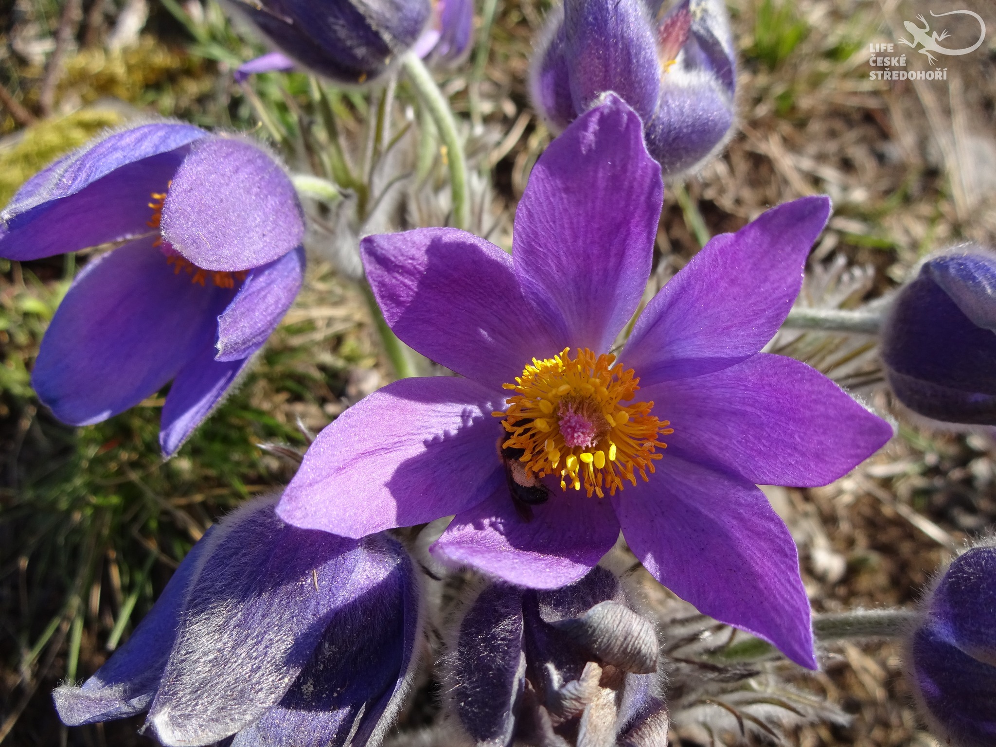 Vydejte se na jarní procházku Českým středohořím. Provede Vás botanička