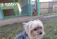 V řepnickém útulku na nový domov čeká i jorkšír Bertík