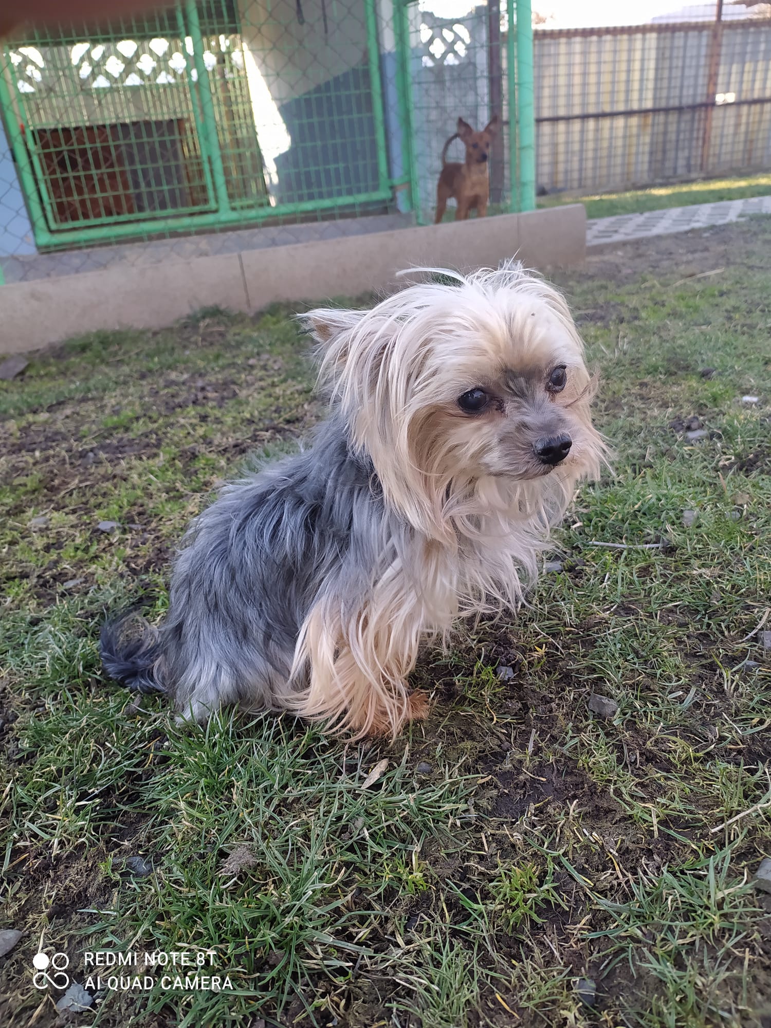 V řepnickém útulku na nový domov čeká i jorkšír Bertík