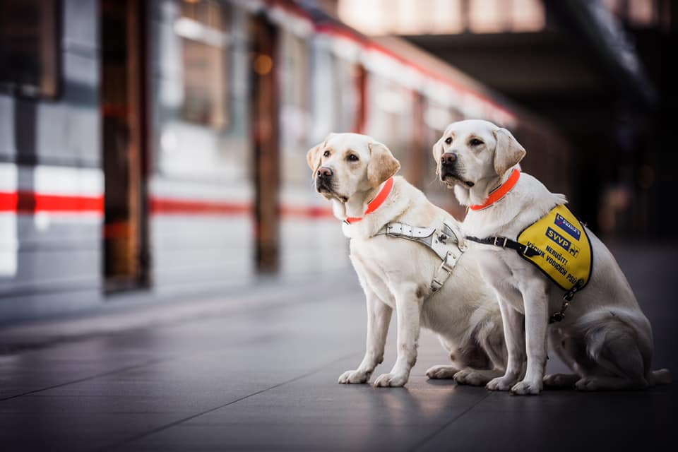 Lovosická knihovna bude na jeden večer patřit vodicím psům