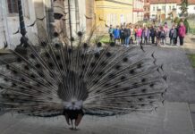 FOTOGALERIE – Zámek Libochovice zve na velikonoční prohlídky