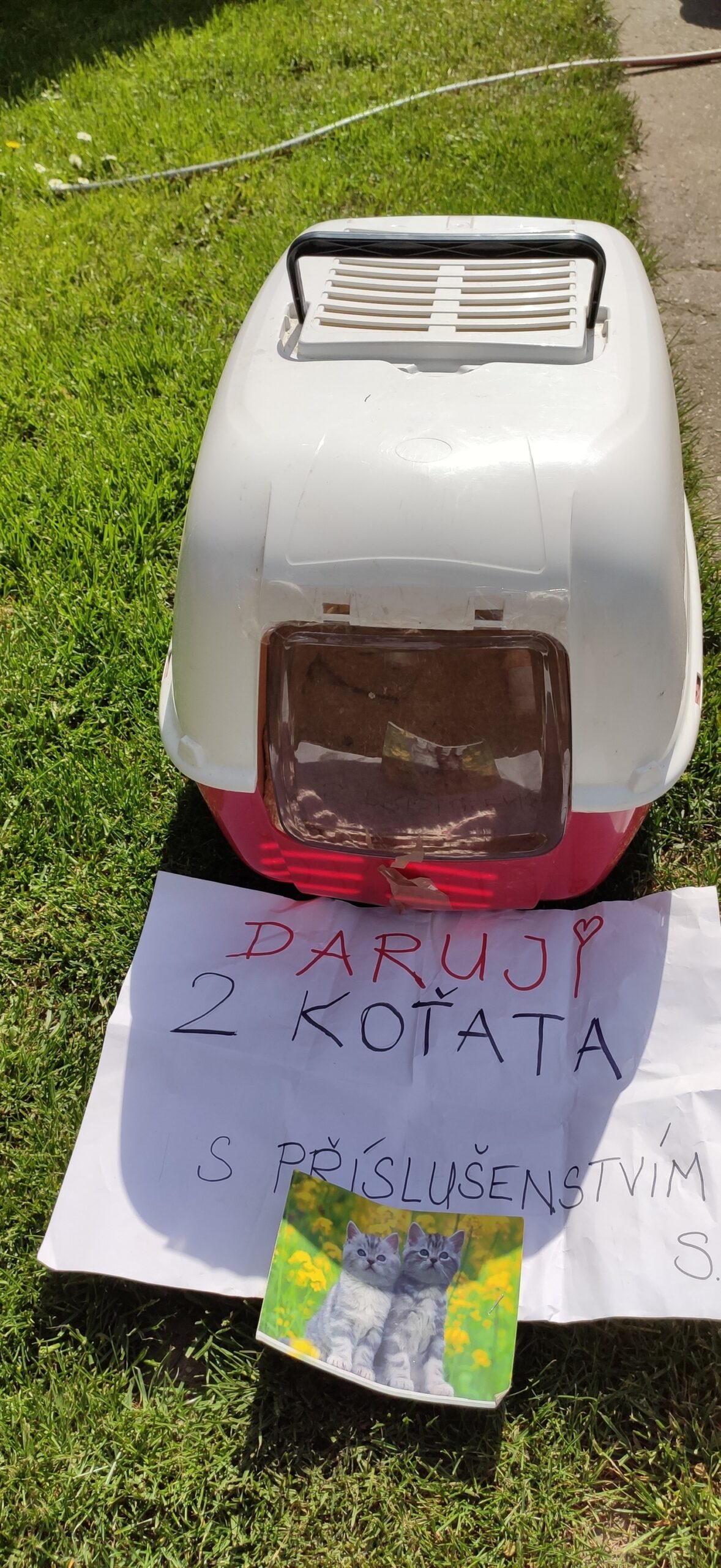 V Litoměřicích se někdo zbavil dvou novorozených koťat a jejich mámy