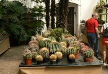 Na zámku v Libochovicích začala výstava kaktusů