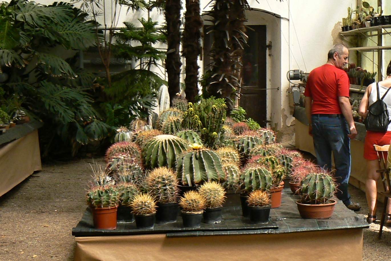 Na zámku v Libochovicích začala výstava kaktusů