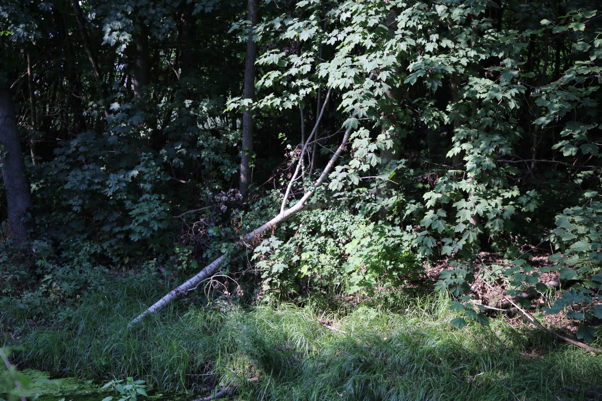 U podluského rybníka proběhne kácení přestárlých topolů