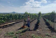 FOTOGALERIE: Zarážení hory v Třebenicích