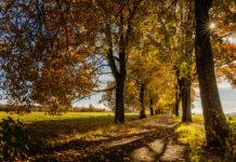 Poslední šance zapojit aleje Ústeckého kraje do ankety Alej roku 2022