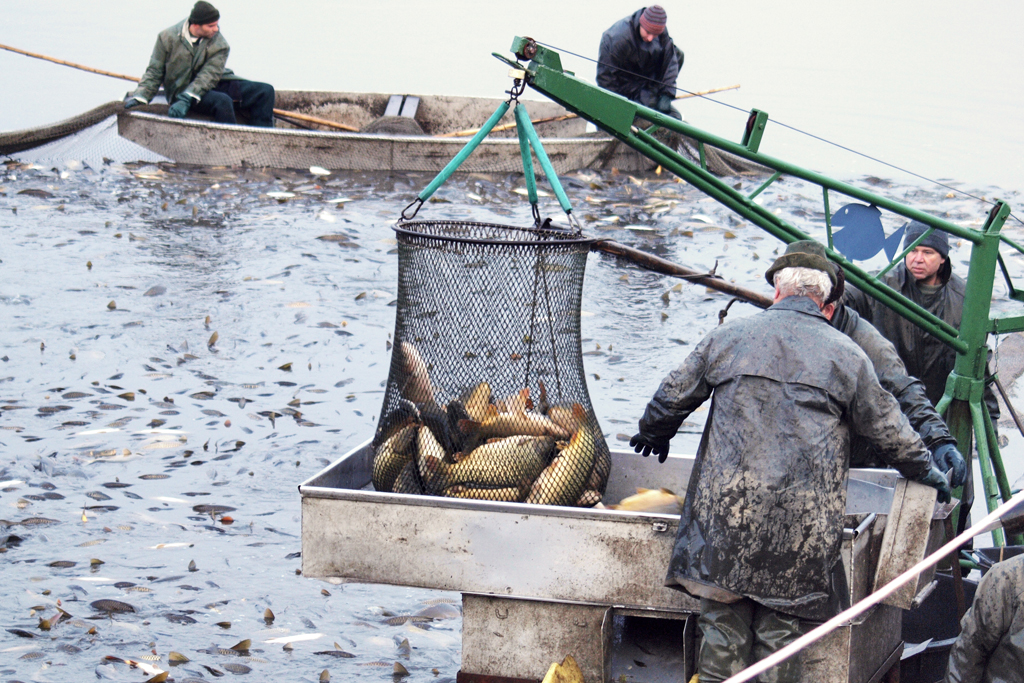 Blíží se výlov jezera Chmelař