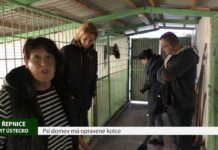 ŘEPNICE: Psí domov má opravené kotce