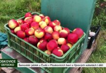 PLOSKOVICE: Ovoce Čuda láká na samosběr jablek