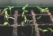 Přijďte na přednášku o semenaření a na burzu semínek!