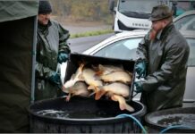 FOTOGALERIE: Z jezera Chmelař rybáři vylovili 50 tun ryb