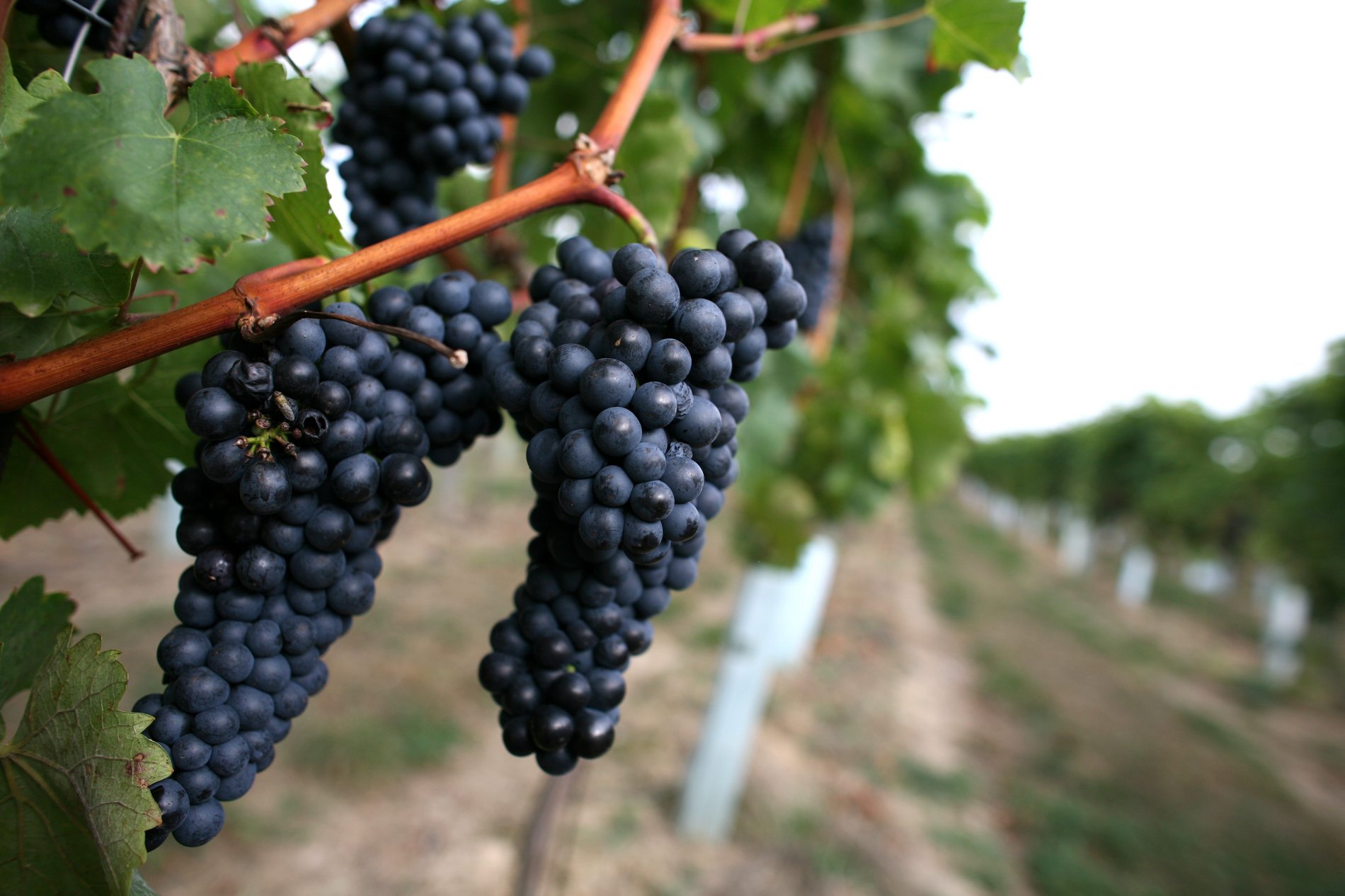 Vinaři Vás zvou do Třebenic na Košt (nejen) mladých vín