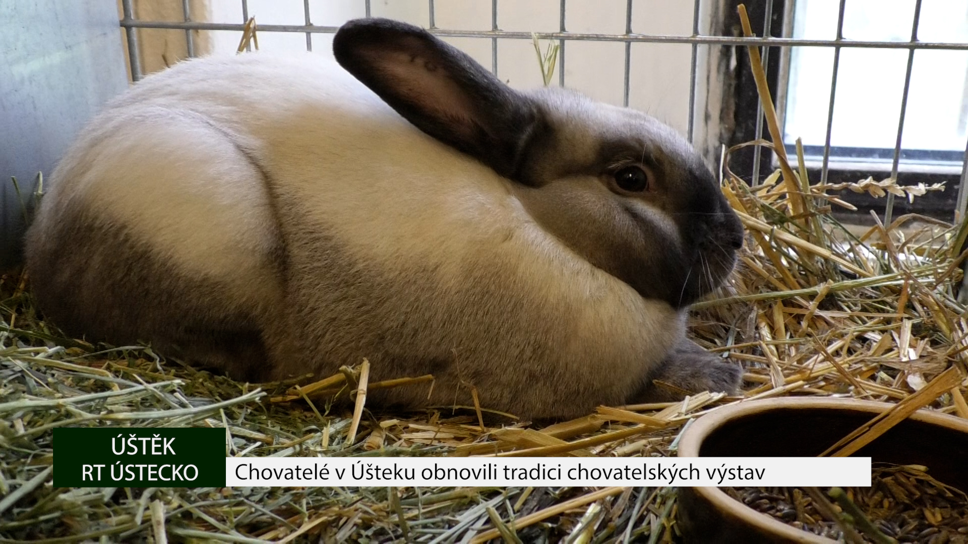 ÚŠTĚK: Chovatelé v Úšteku obnovili tradici chovatelských výstav