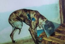 Týrané štěně, které zachránil řepnický útulek, už deset let v novém domově