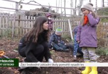 LITOMĚŘICKO: Žáci Svobodné základní školy pomohli vysadit les
