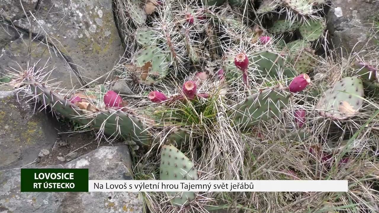 LOVOSICE: Na Lovoš s výletní hrou Tajemný svět jeřábů