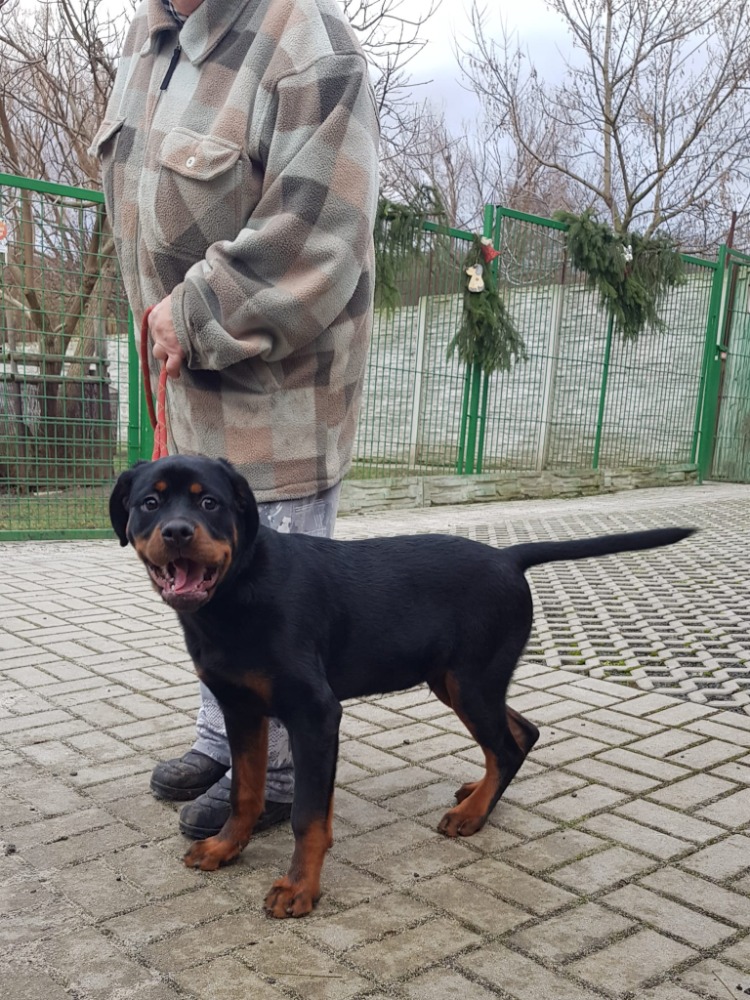 AMOROVI zemřel majitel, štěně hledá nový domov