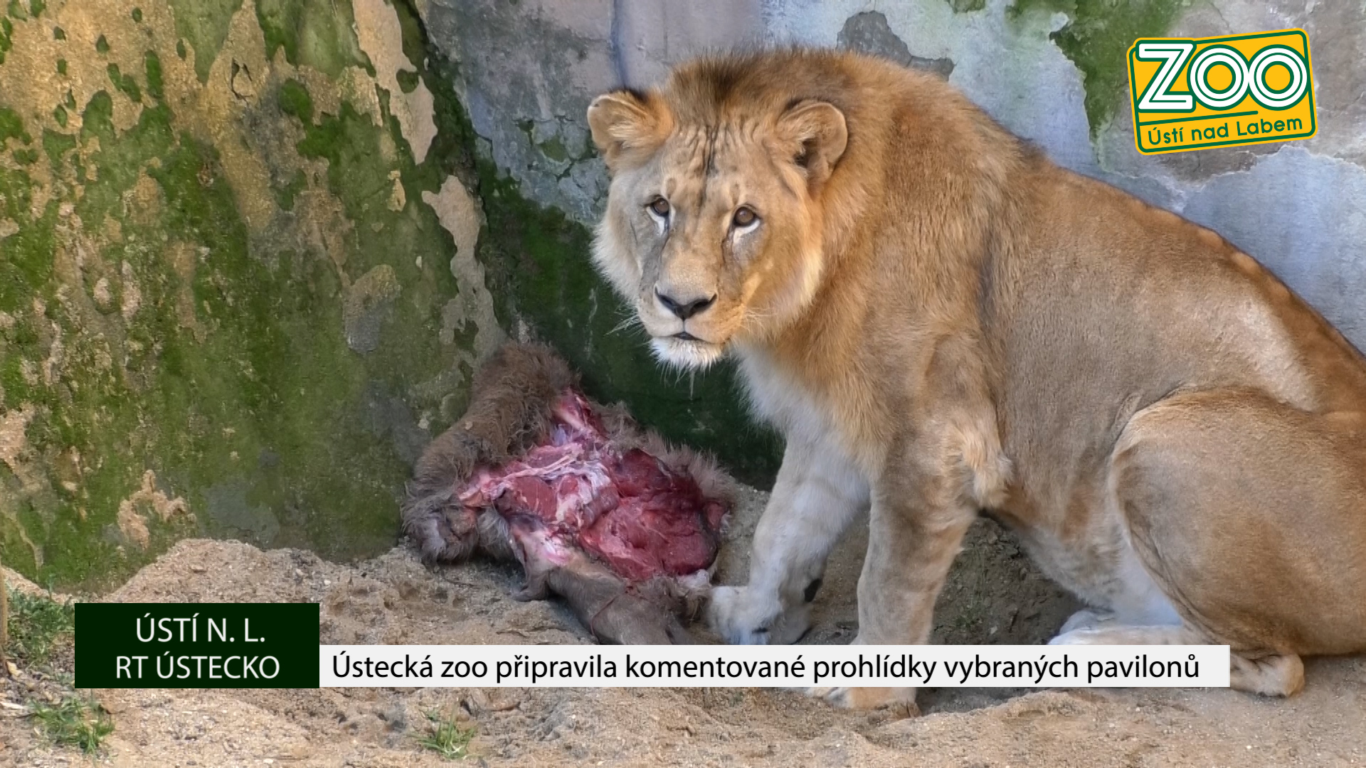 ÚSTÍ N. L.: Ústecká zoo připravila komentované prohlídky vybraných pavilonů