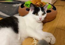 Litoměřický Spolek na ochranu zvířat nabízí kočky k adopci