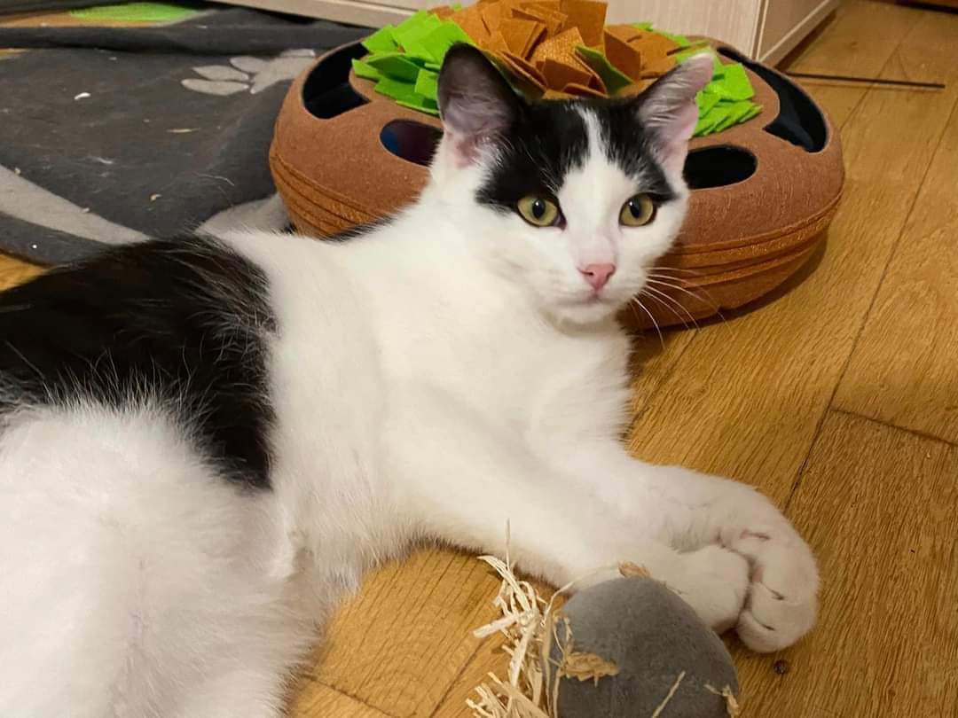 Litoměřický Spolek na ochranu zvířat nabízí kočky k adopci