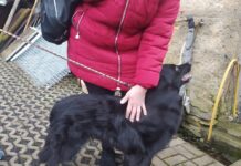 Týraná fenka Karin je v novém domově šťastná