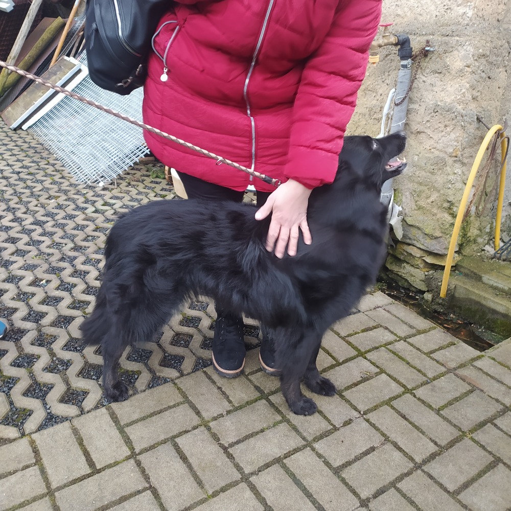 Týraná fenka Karin je v novém domově šťastná