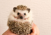 V Žalhosticích pořádají 5. Severočeskou výstavu ježků