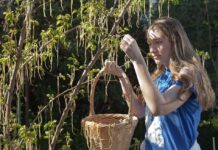 Farmáři z Litoměřicka se podařilo vypěstovat na jabloni špagety. „Nejdřív to bylo maso,“ říká