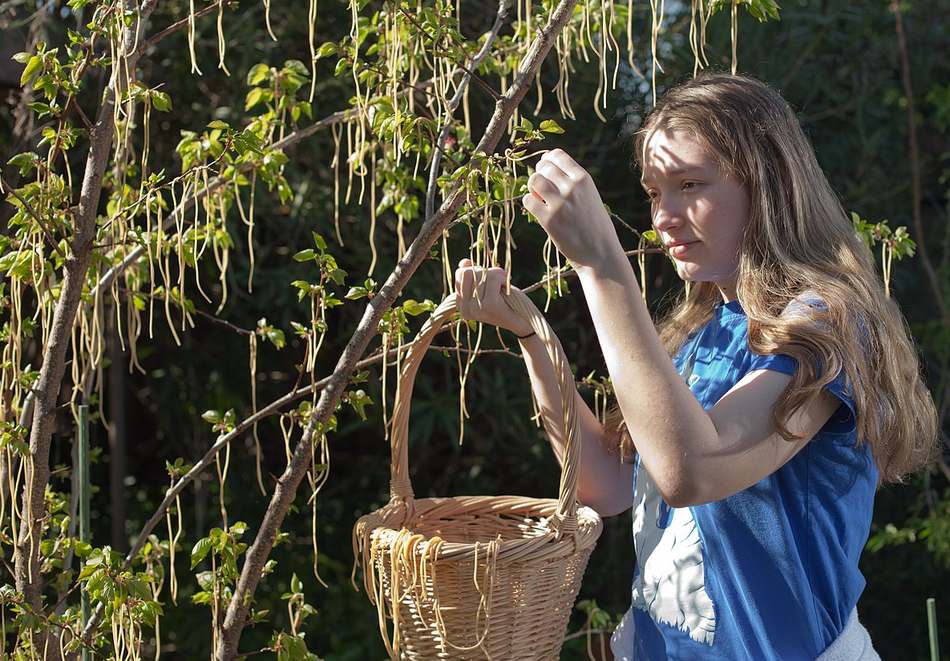 Farmáři z Litoměřicka se podařilo vypěstovat na jabloni špagety. „Nejdřív to bylo maso,“ říká