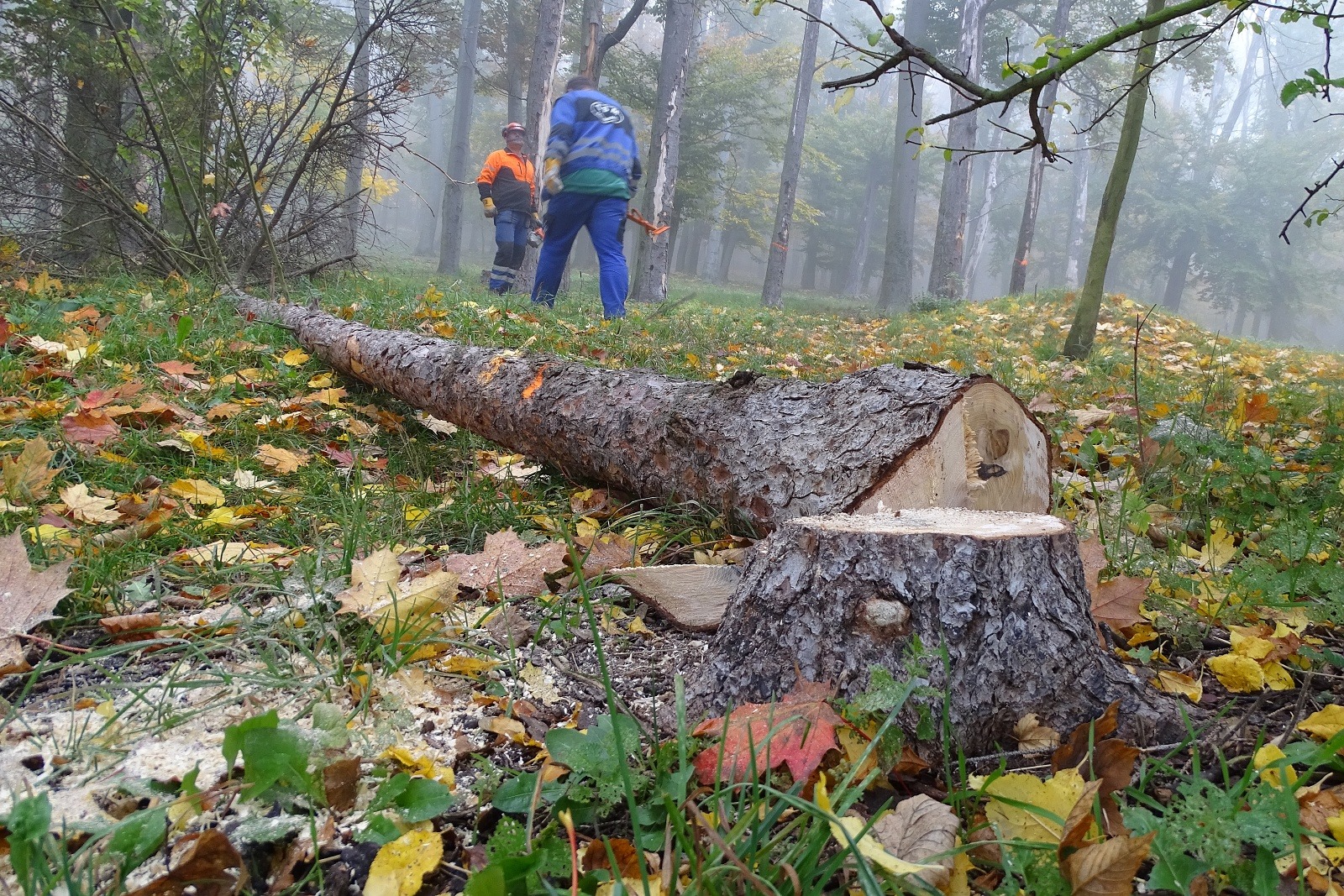 Město znovu rozdá zájemcům zdarma dřevo z Mostné hory